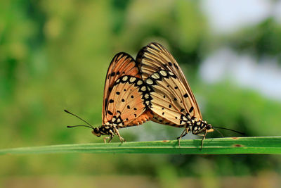 Close-up of butterfly on leaf