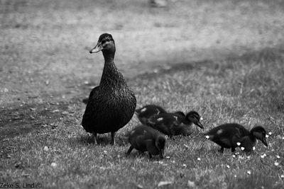 Close-up of duck with ducklings on field