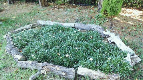 High angle view of grass