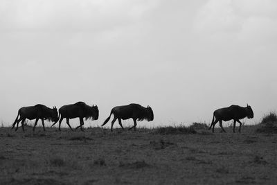 Wildebeests walking on grassy field against sky