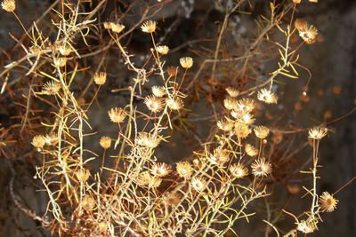 Close-up of plant