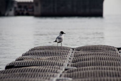 Black-headed gull on pier by sea