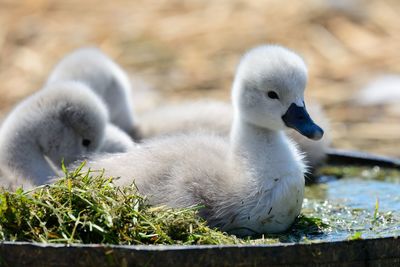 Close-up of cygnets in water