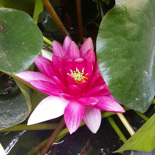 flower, petal, freshness, water lily, flower head, fragility, leaf, water, pond, beauty in nature, single flower, growth, lotus water lily, floating on water, plant, nature, pink color, blooming, high angle view, close-up