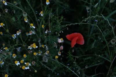 Close-up of red flowering plant