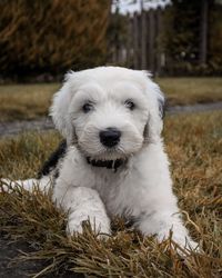 Portrait of white dog on field