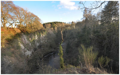 Scenic view of forest against sky