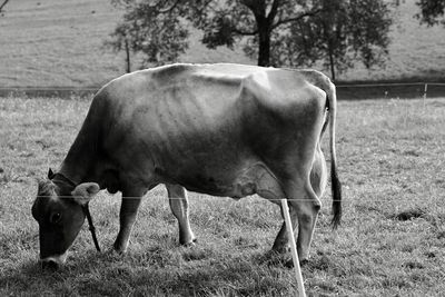 Cows standing on field