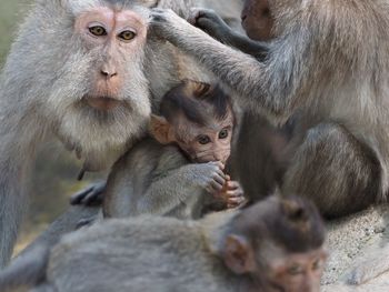 Close-up of monkeys and infants