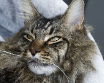 Close-up portrait of a cat