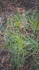 Close-up view of grass