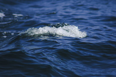 View of jellyfish swimming in sea