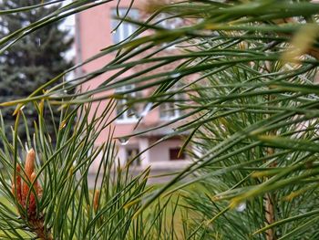 Close-up of pine tree