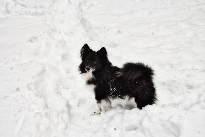 Black dog in snow