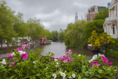 Close-up of pink flowering plants against cloudy sky