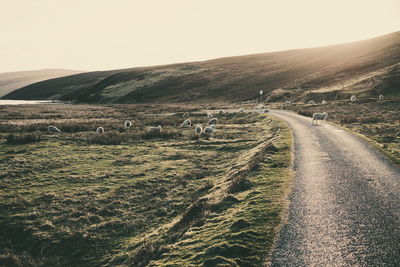 Sheep on field by road against sky