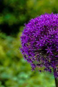 Close-up of purple flowers