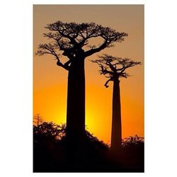 Silhouette of trees at sunset