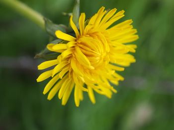 Close-up of yellow flowering plant