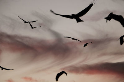 Low angle view of silhouette birds flying against sky