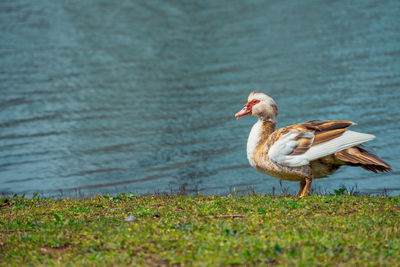 Bird on a field