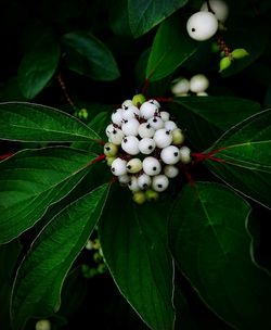 Close-up of white flowering plant