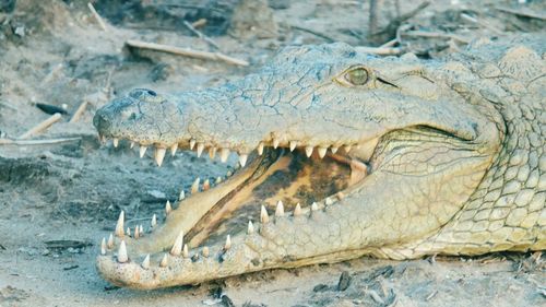 Close-up of crocodile