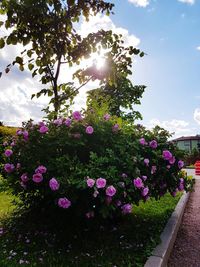 Pink flowers blooming on tree against sky