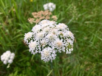 Close-up of white flowering plant on field