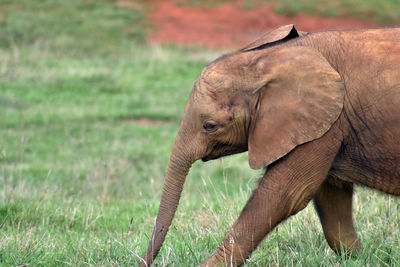 Side view of elephant on field