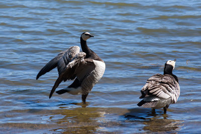 Ducks on lake