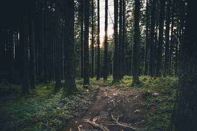 Trees on field in forest