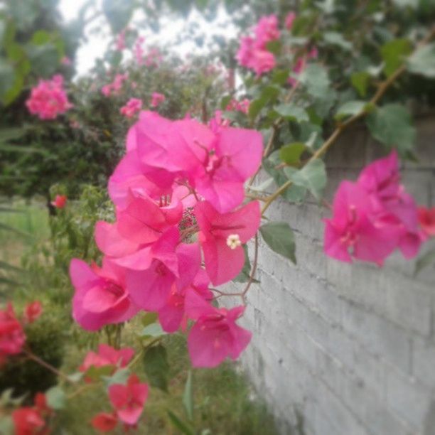 flower, freshness, fragility, pink color, petal, growth, beauty in nature, blooming, flower head, focus on foreground, nature, plant, close-up, in bloom, pink, blossom, day, springtime, outdoors, selective focus