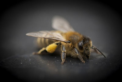 Close-up of bee on flower