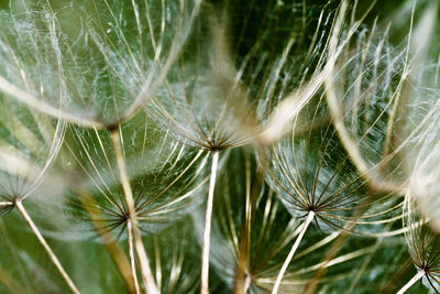 Close-up of dandelion