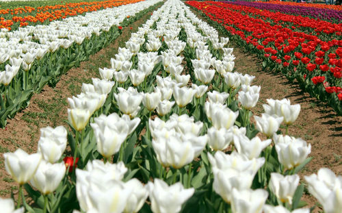 White tulips in field