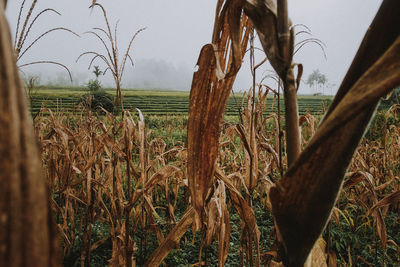 Close-up of crops growing on field against sky