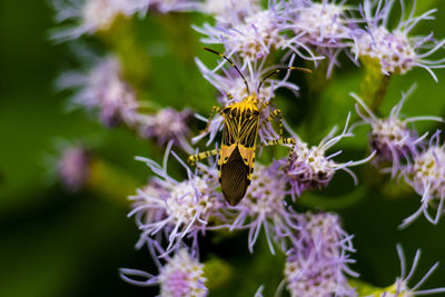 Close-up of butterfly pollinating on purple flower