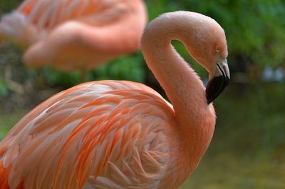 Close-up of flamingo
