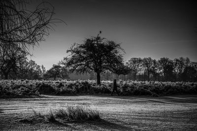 Trees against clear sky