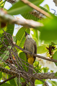 Low angle view of bird perching on tree