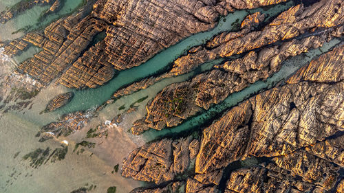 Full frame shot of tree