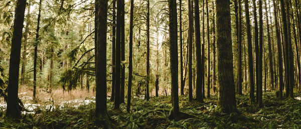 Pine trees in forest