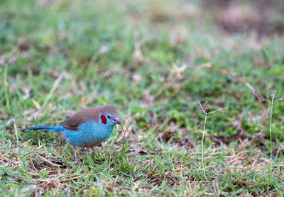 Close-up of bird on field