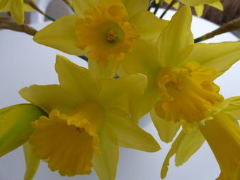 Close-up of yellow flowers