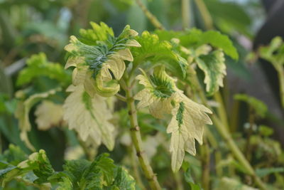 Close-up of flowering plant