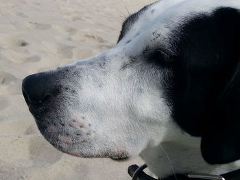 Close-up of dog