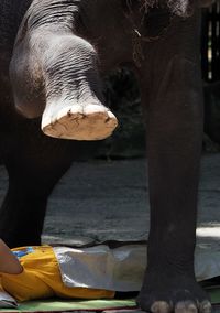 elephant