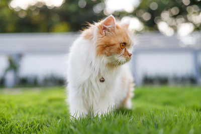 View of a cat on field