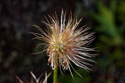 Close-up of wilted thistle
